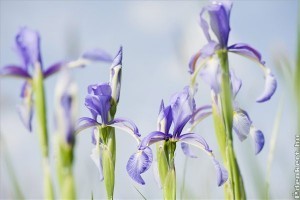 Fátyolos nőszirmot (Iris spuria) találtak a nyíregyházi Oláh-réten