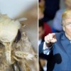 Donald Trumpról neveztek el egy apró molylepkét