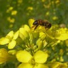 Nagy veszteséget szenvedtek a méhek, kevés mézre lehet számítani