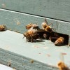 A méhek negyede elpusztult az elmúlt hónapokban