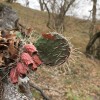 Invazív Amerikai fügekaktusz telepedett meg a Vértesben