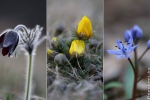 Védett tavaszi virágok, melyekkel túráink során találkozhatunk