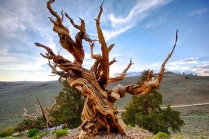 Több mint 5000 éves a Föld legöregebb fája