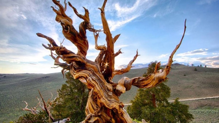 Több mint 5000 éves a Föld legöregebb fája