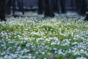 Idén valószínűleg csak online csodálhatjuk meg a hóvirágokat az Alcsúti Arborétumban