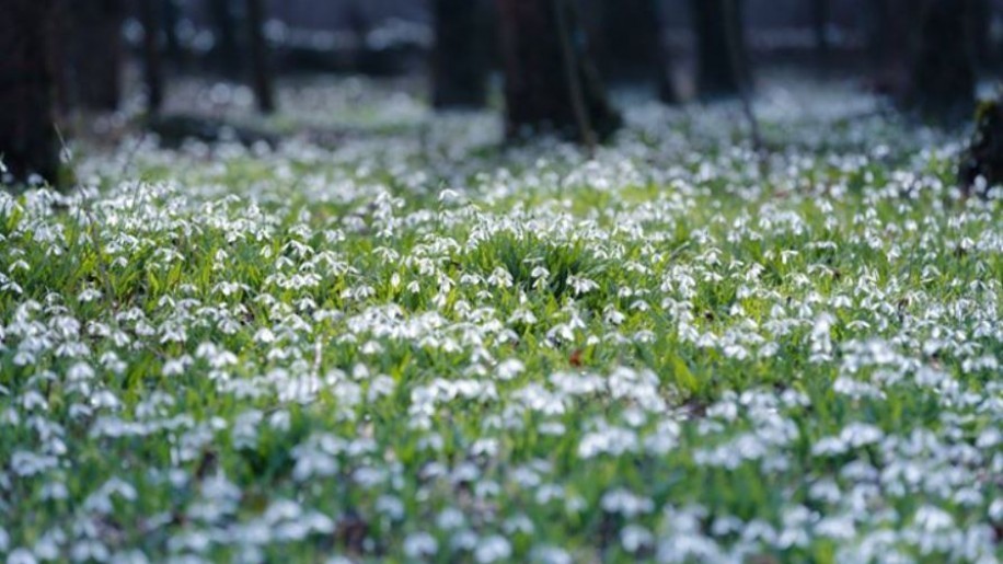 Idén valószínűleg csak online csodálhatjuk meg a hóvirágokat az Alcsúti Arborétumban