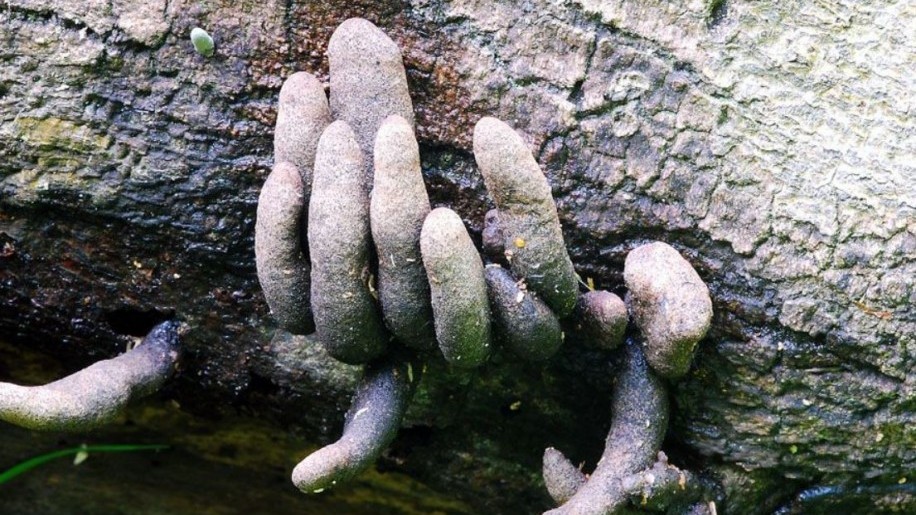 Halloween a természetben: halott ember ujjairól kapta a nevét ez a gomba