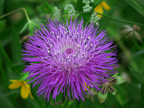 Centaurea americana