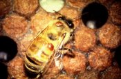 Hogyan védik a környezetet a méhek?
