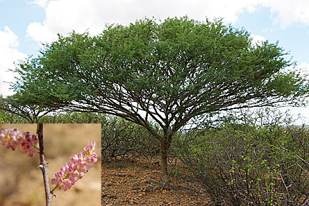 Acacia fumosa