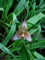 orchidea_120