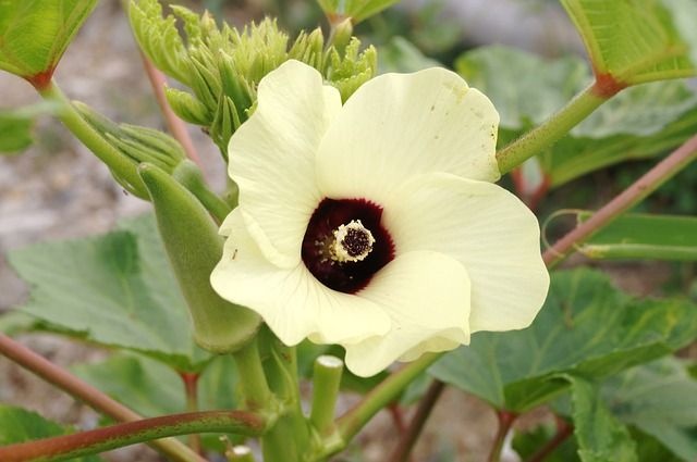 okra_zoldseg okra_zoldseg