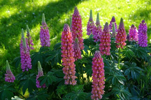 lupinus1