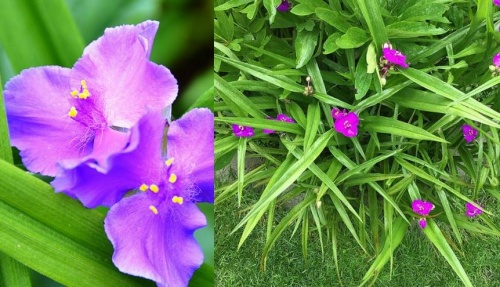 tradescantia