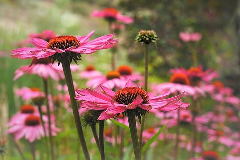 immunerosito_kasvirag_echinacea