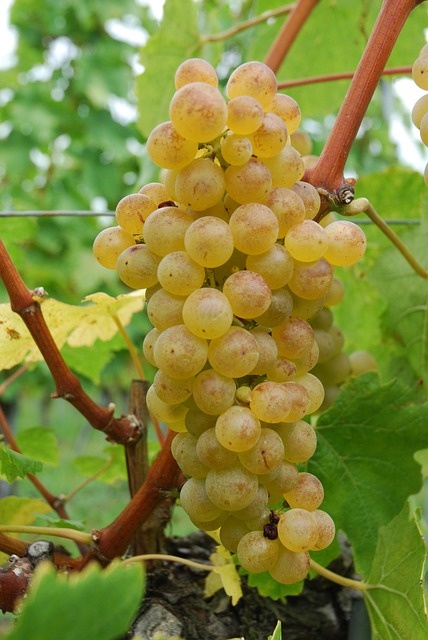 chasselas-1120529_640