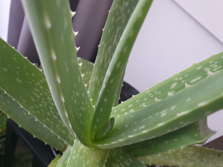 aloevera