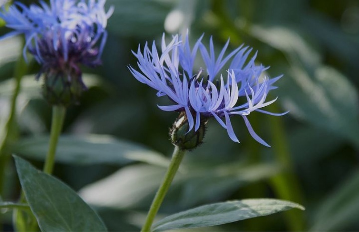 buzavirag_centaurea buzavirag_centaurea