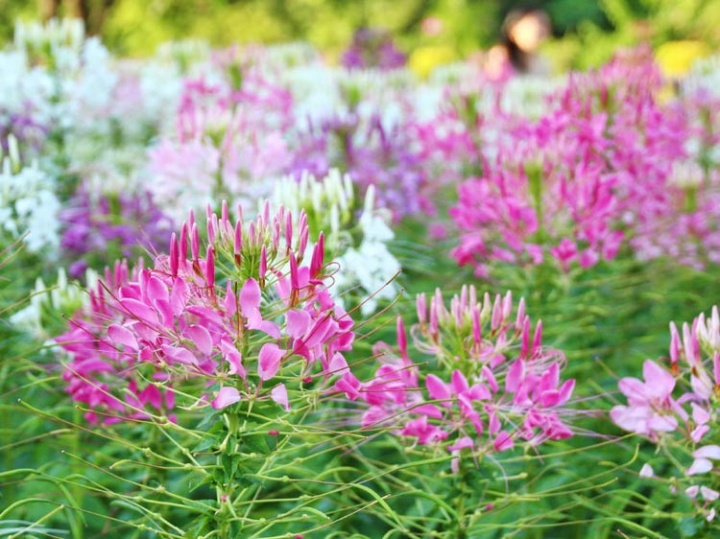 kleopatra_tuje_cleome