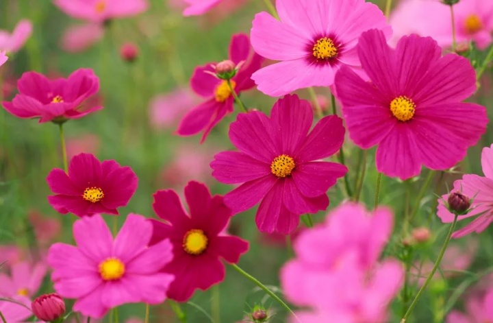 pillangovirag_cosmos pillangovirag_cosmos