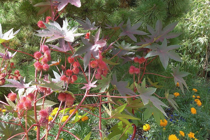 ricinus ricinus