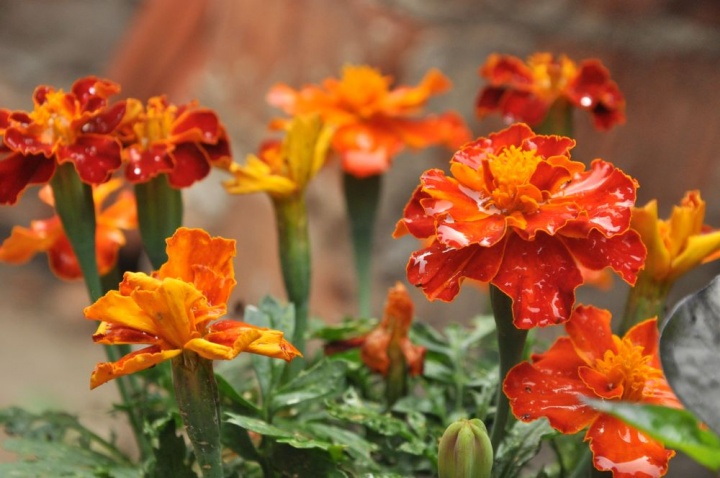 budoske_barsonyvirag_tagetes