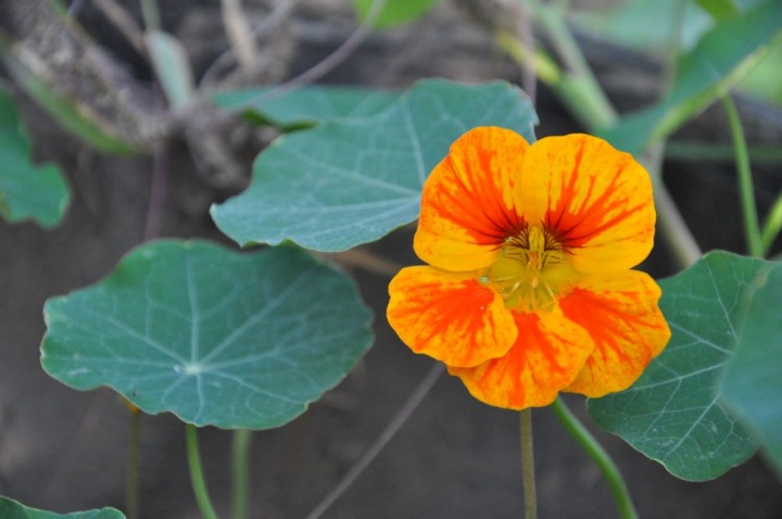 sarkantyuka_tropaeolum