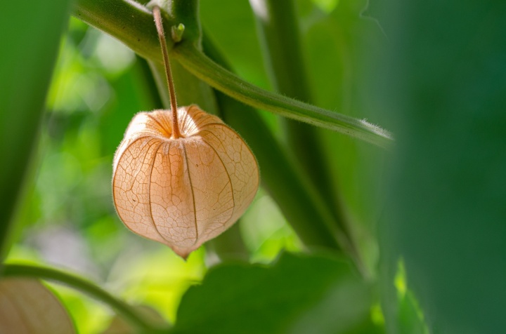 physalis_fldi_cseresznye