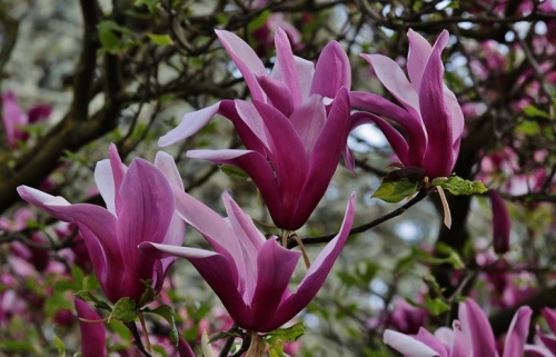 magnolia