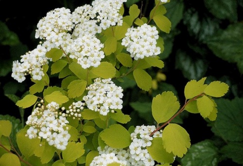 spirea