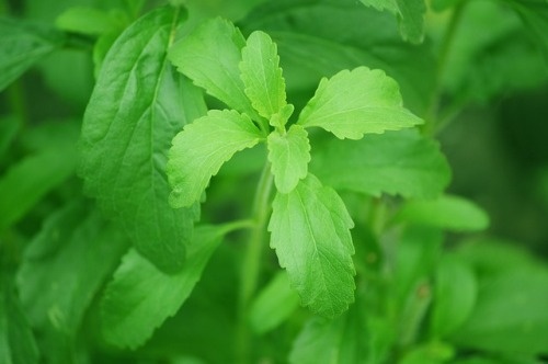 stevia édesítőszer