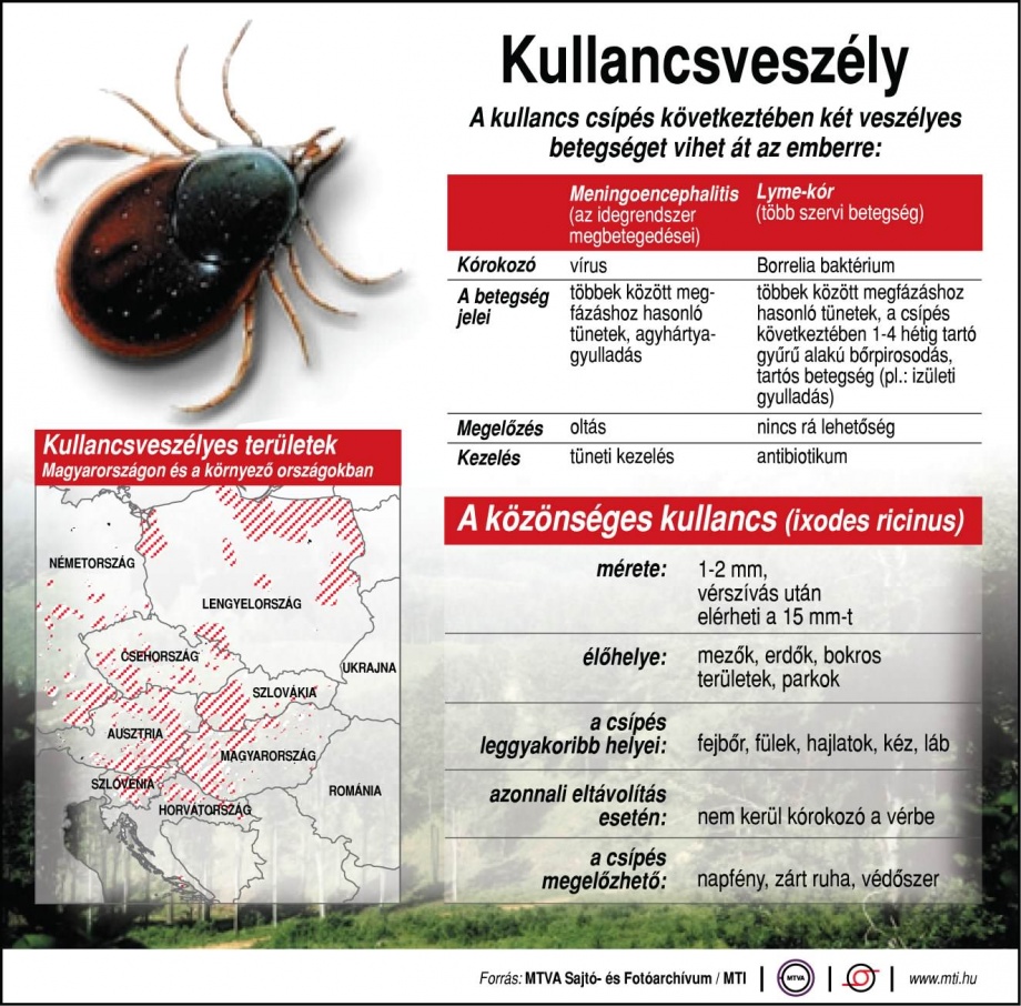 kullancs_veszely