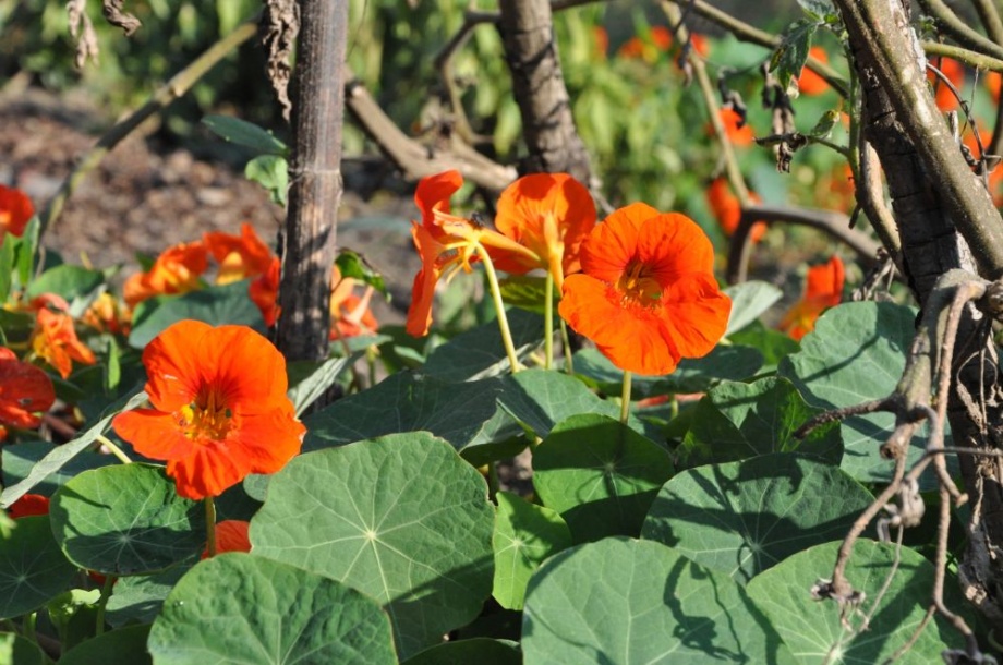 kerti_sarkantyuka_tropaeolum kerti_sarkantyuka_tropaeolum