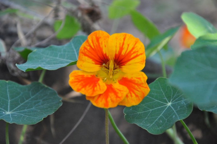 kerti_sarkantyuka_tropaeolum_virag kerti_sarkantyuka_tropaeolum_virag