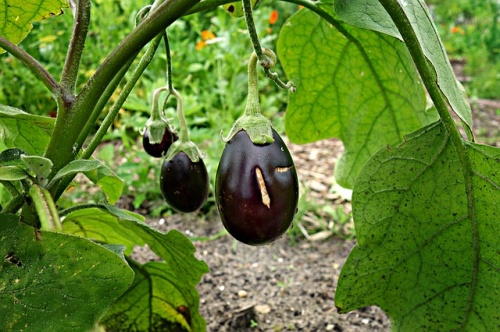eggplant-1491949_640 eggplant-1491949_640