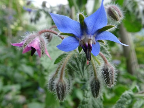 borage-2396870_1920