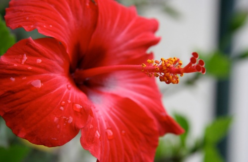 Hibiszkusz (Hibiscus): erősíti a csít és a szerelmet