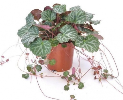 kőtörőfű (Saxifraga stolonifera) kőtörőfű (Saxifraga stolonifera)