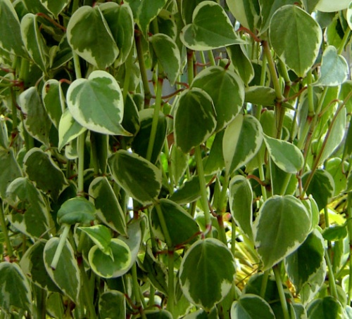 peperomia peperomia