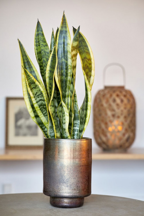 anyosnyelv_sansevieria