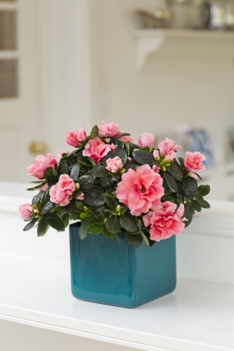 azalea_rhododendron_simsii azalea_rhododendron_simsii