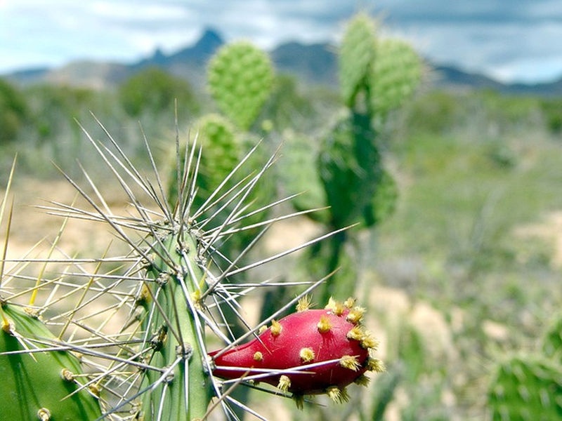 kaktusz_opuntia