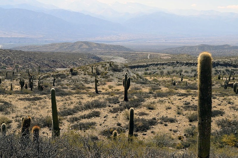 kaktusz_sivatag