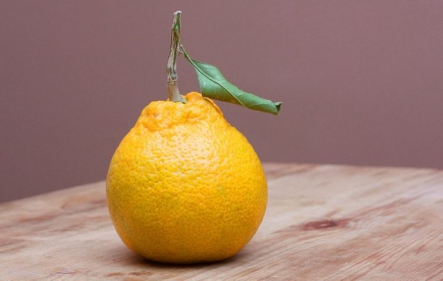 satsuma satsuma