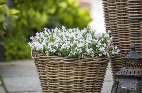 harangvirag_campanula2 harangvirag_campanula2