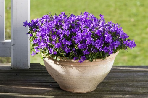 harangvirag_campanula3