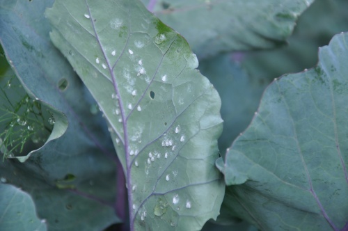dsc_0039 dsc_0039