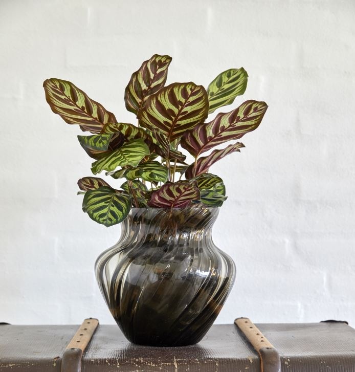 zebralevel_calathea_macoyana