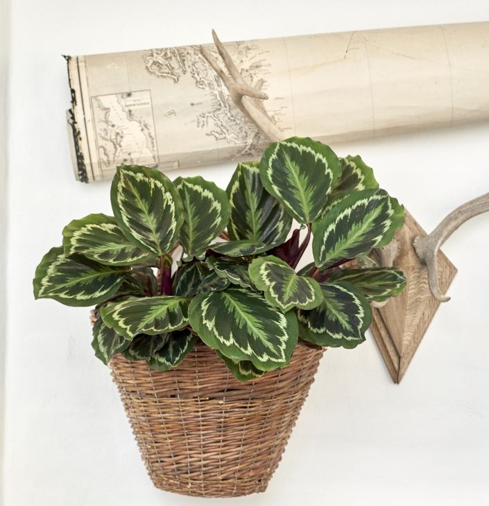 zebralevel_calathea_rosapicta