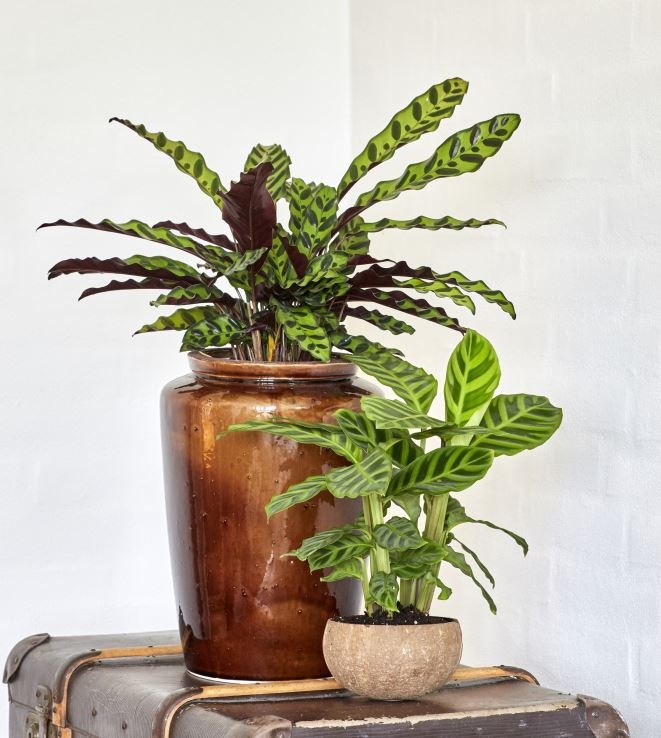 zebralevelek_calathea